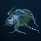 A glass octopus (Vitreledonella richardi) photographed by Remotely Operated Vehicle (ROV) SuBastian.